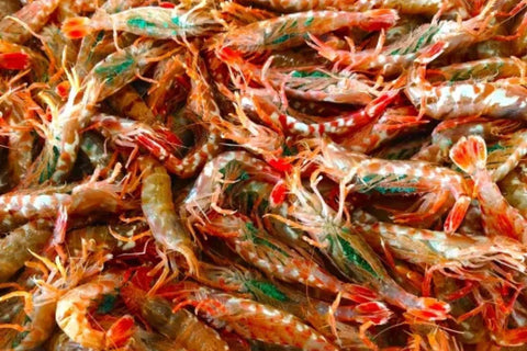 鳥取の隠れた絶品海産物「モサエビ」甘エビとの違いとは？