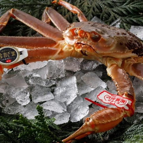 最高級松葉がに「五輝星」