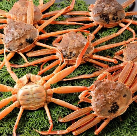 親がに《活》 特大 1kg（5杯入）
