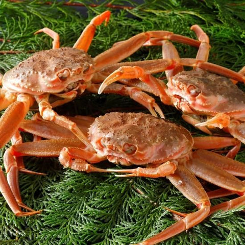 親がに《活》 中 2kg（14～20杯入）