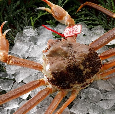 松葉がに《タグ付・活き》約600g
