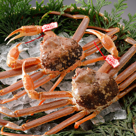 松葉がに《タグ付・活き》約800g