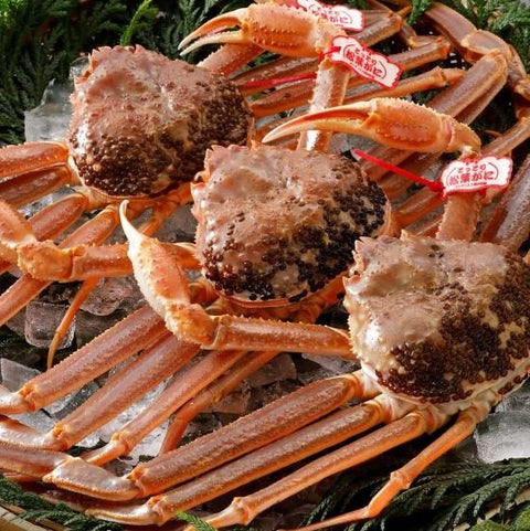 松葉がに《タグ付・活き》約500g
