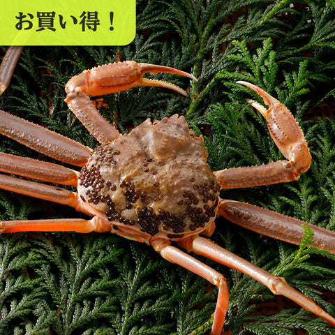 松葉がに《訳あり・活き》約500g