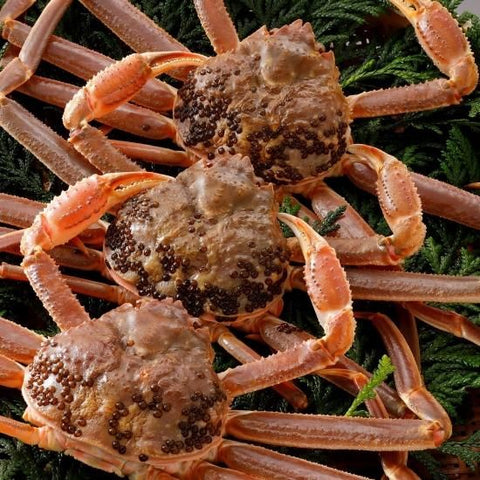 松葉がに《訳あり・活き》約500g
