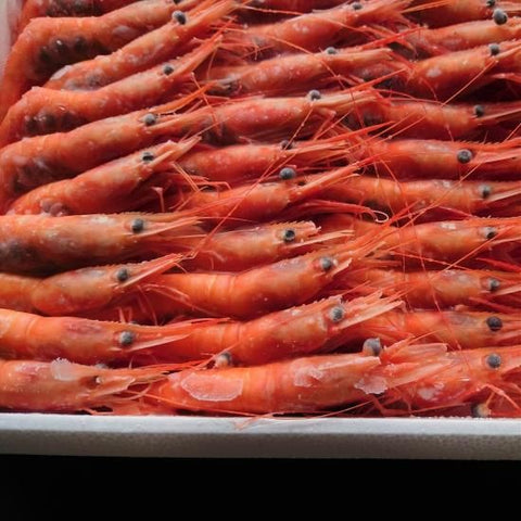山陰沖産 冷凍甘エビ 約1.2kg（約70尾）
