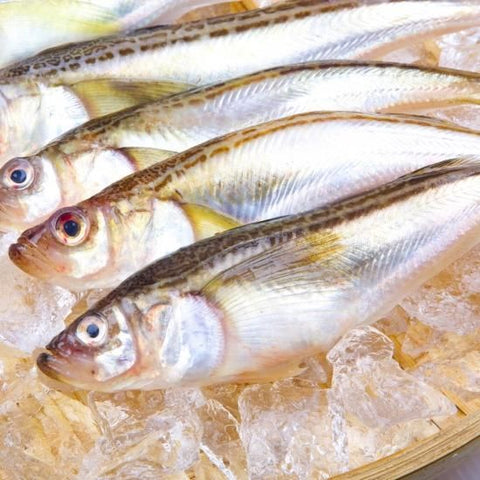 ハタハタ 1kg（20～30尾）