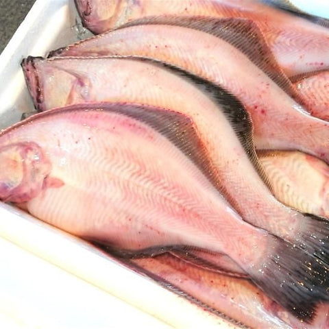 赤ガレイ 大 3kg（6～12尾）
