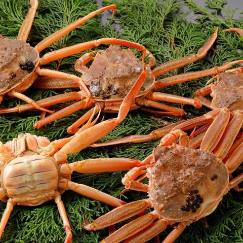 親がに《活》訳あり 中 2kg（ 14～20杯入）