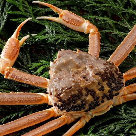 松葉がに《タグ無し・活き》約400g