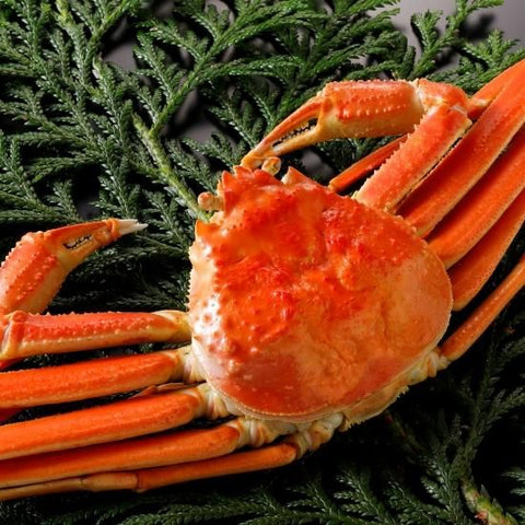 松葉がに《タグ無し・浜茹で》約400g