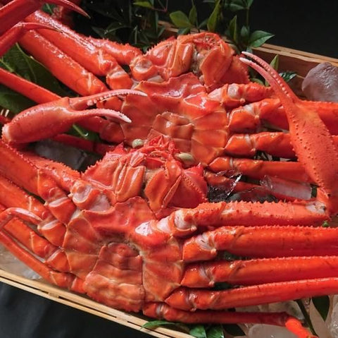 浜茹で紅ズワイガニ 2kg（4～5杯）