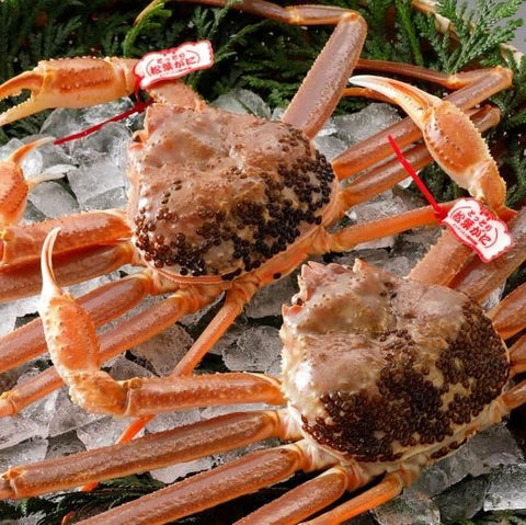 松葉がに《タグ付・活き》約1kg
