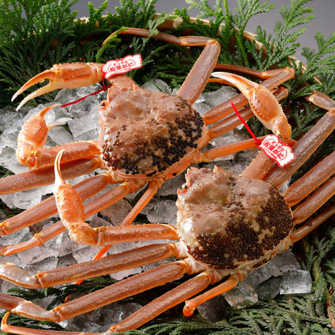 松葉がに《タグ付・活き》約1kg