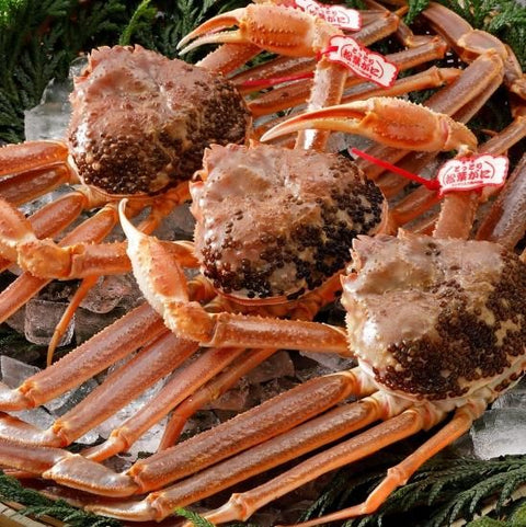 松葉がに《タグ付・活き》約1kg