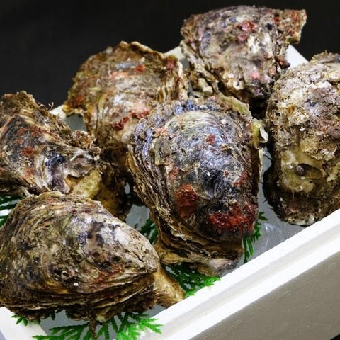 岩ガキ「夏輝」2kg（6～8個）