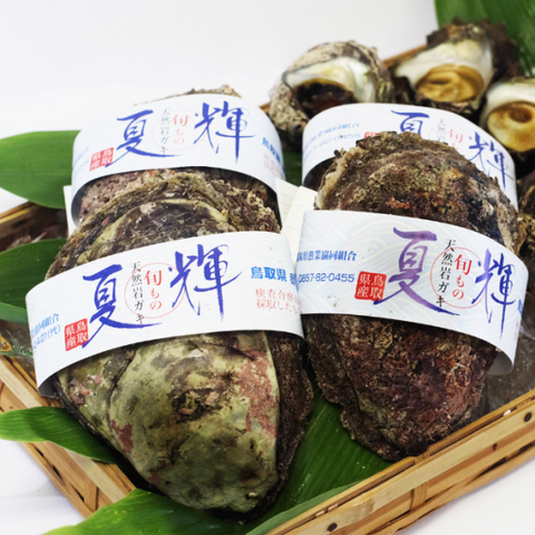 岩ガキ「夏輝」 特大 帯付き 4個（1個:600g以上・殻の重さも含む）