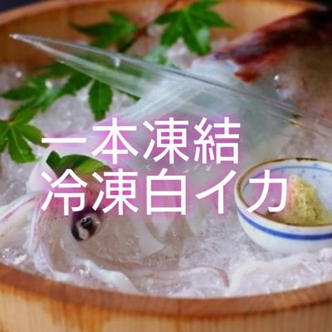 冷凍白イカ お刺身用 大 1kg（4～5杯）