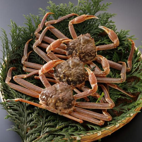 松葉がに《訳あり・活き》約1kg